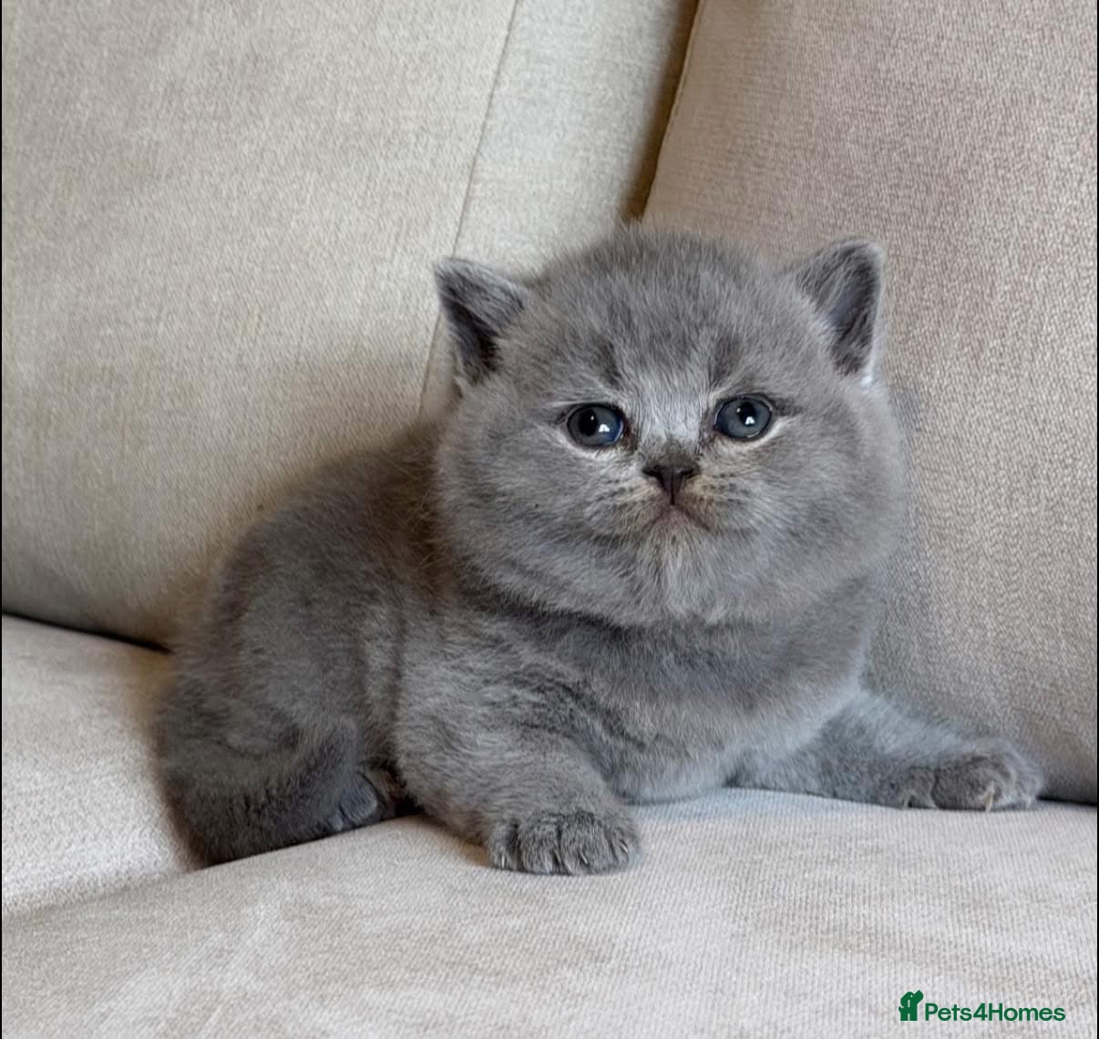 British Shorthair cats for sale: ✨ GCCF BEAUTIFUL KITTENS ✨ - Advert 2