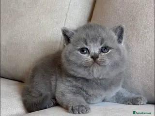British Shorthair cats for sale: ✨ GCCF BEAUTIFUL KITTENS ✨ - Advert 2