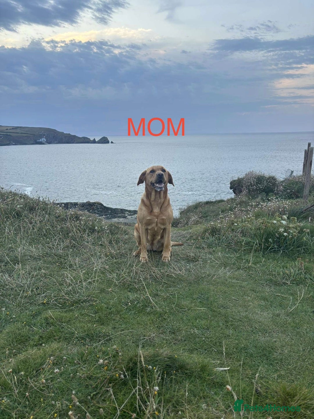 Labrador Retriever dogs for sale: Labrador puppies  - Advert 2