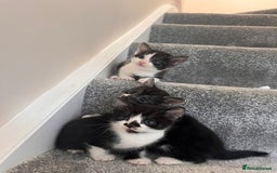 Mixed Breed cats for sale: Lovely playful kittens  - Image 13