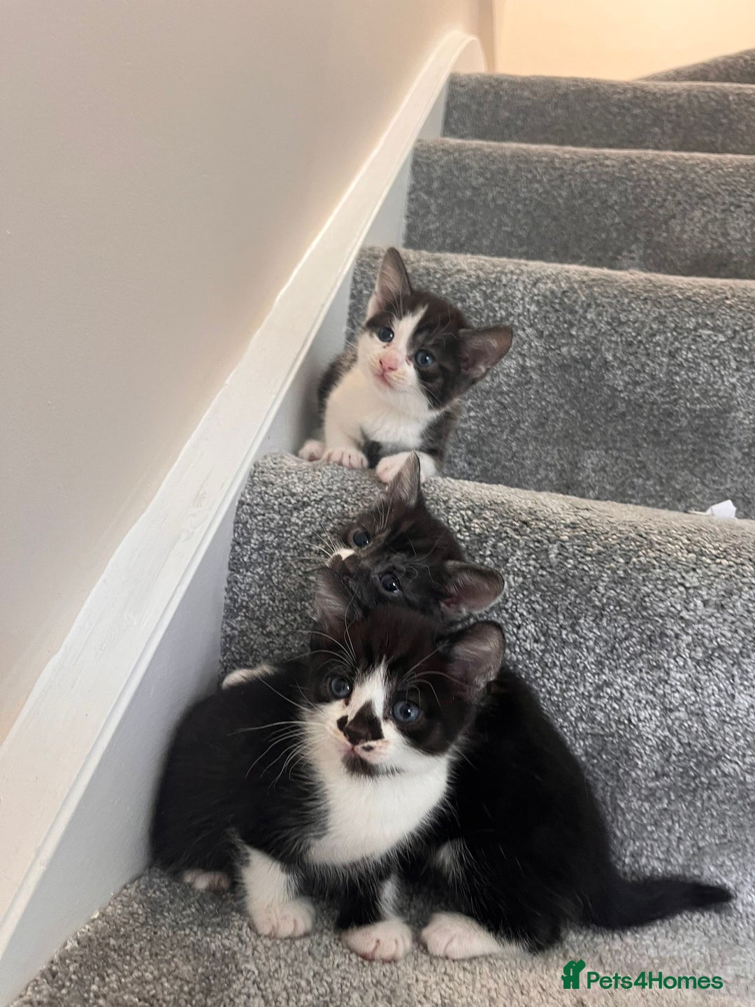 Mixed Breed cats for sale: Lovely playful kittens  - Image 13