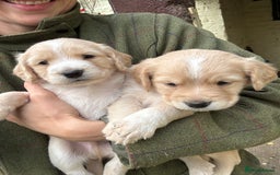 Cocker Spaniel dogs for sale: READY SOON! Working Cocker Spaniel mix Puppies  - Image 4