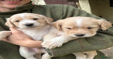 Cocker Spaniel dogs - Advert 4
