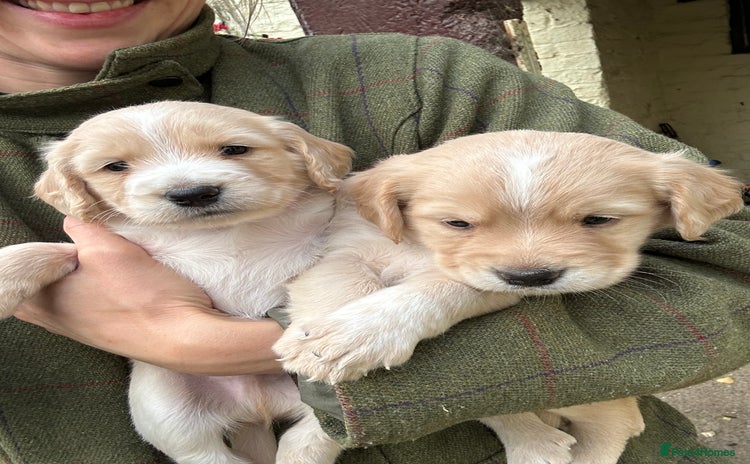 Cocker Spaniel dogs - Advert 12