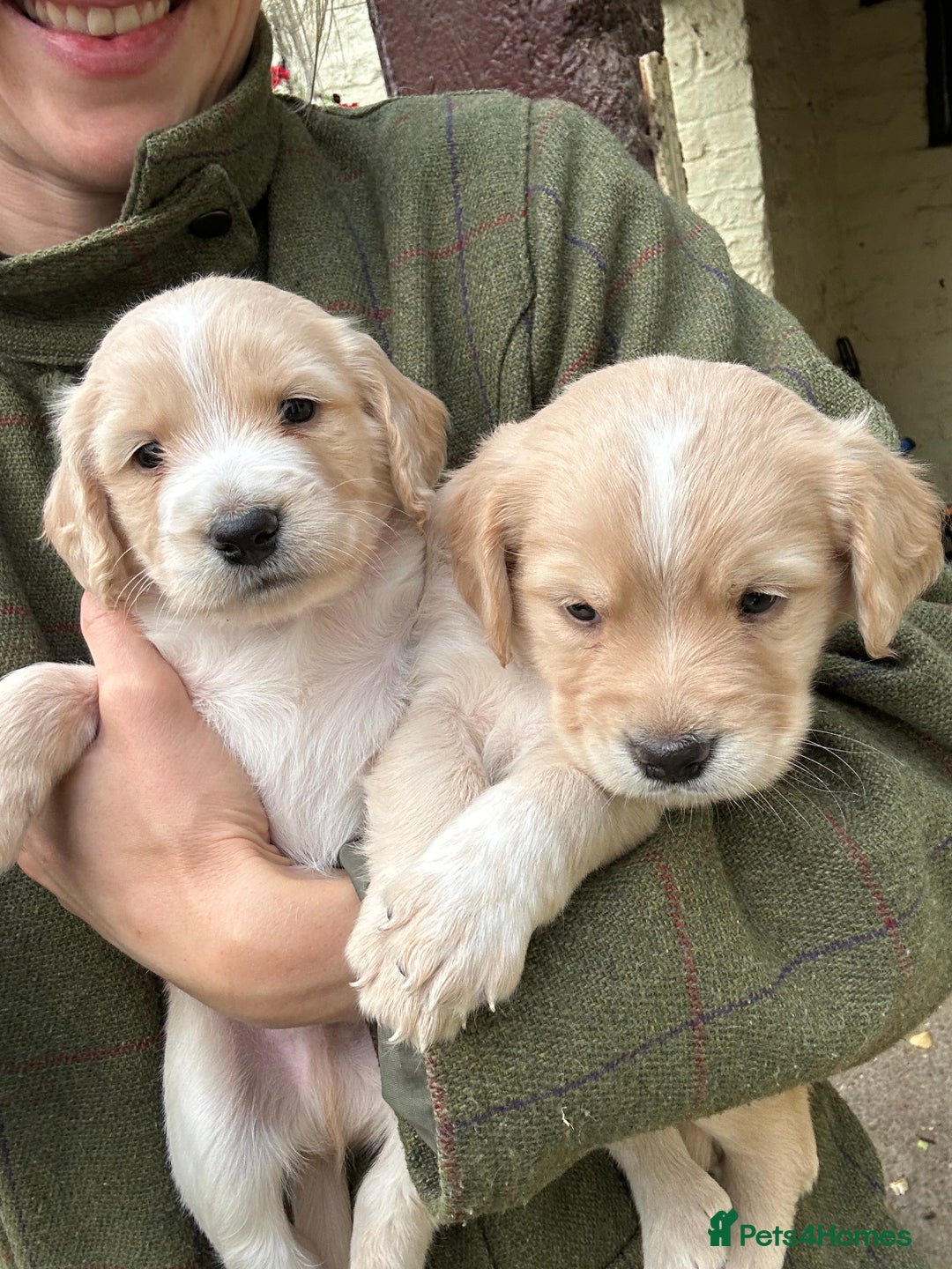 Cocker Spaniel dogs for sale: READY SOON! Working Cocker Spaniel mix Puppies  - Image 4