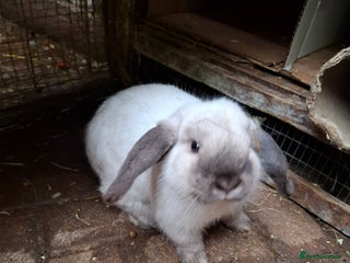 Mini Lop rabbits Mini Lops - Advert 1