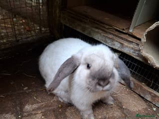 Mini Lop rabbits Mini Lops - Advert 15