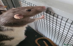 Rat rodents for sale: 3 Adorable Male Rats  - Image 4