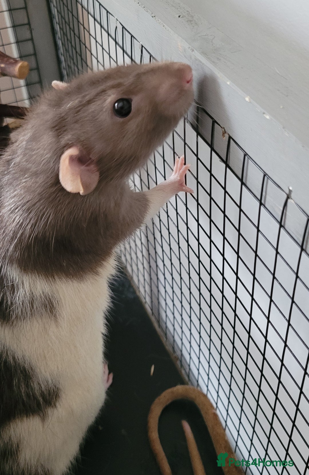 Rat rodents for sale: 3 Adorable Male Rats  - Image 4