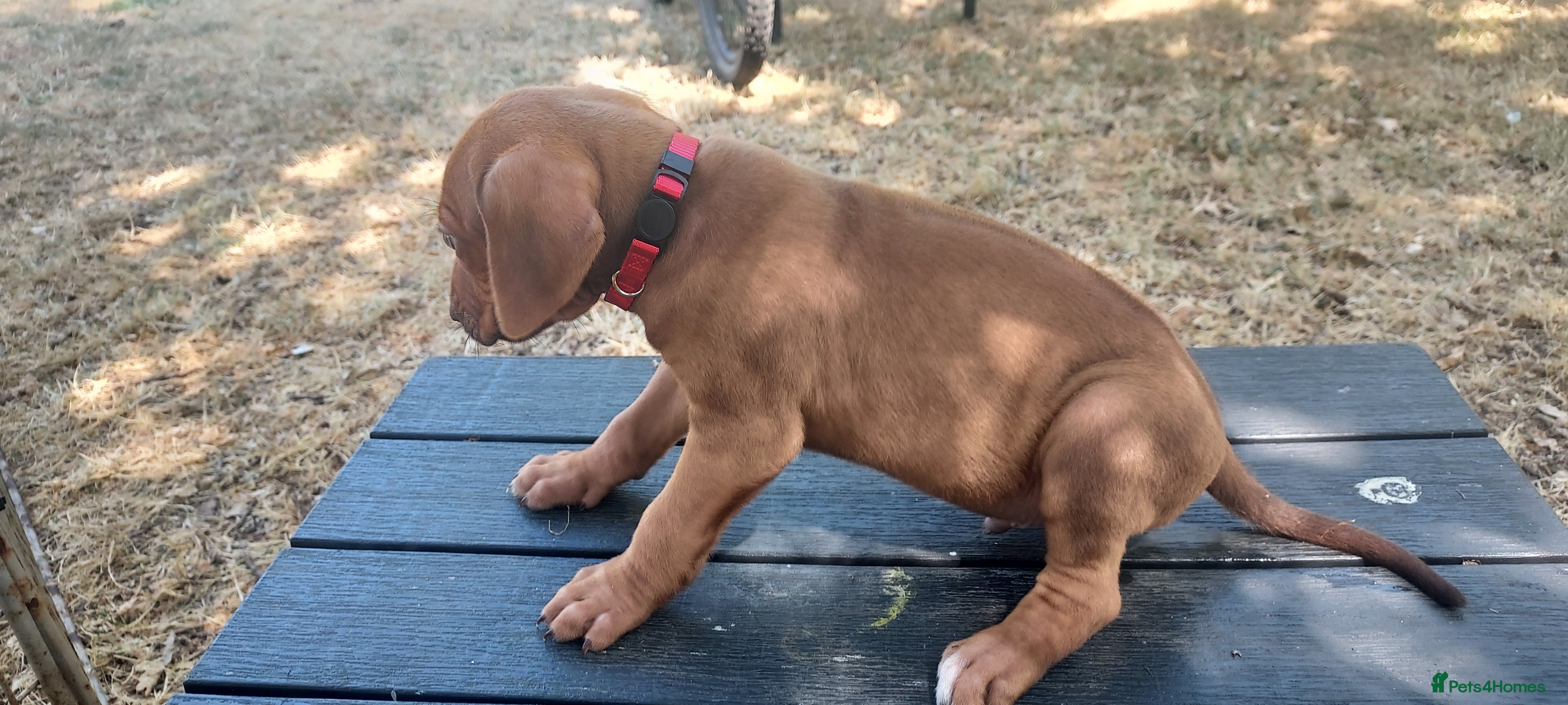 Rhodesian Ridgeback dogs Kc reg.health tested Rr puppies - Advert 2