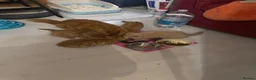 Mixed Breed cats for sale: 3 Gorgeous Ginger Kittens with 4 weeks insurance - Advert 5