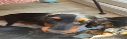 Miniature Dachshund dogs for sale: Kc reg long hair mini dachshunds dna parents  - Advert 13