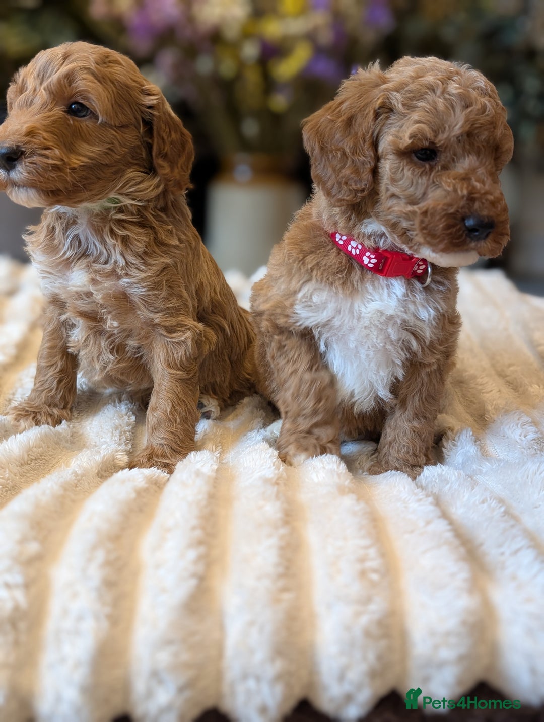 Australian Labradoodle dogs for sale: Mini Australian labradoodles, DNA health tested. - Image 4