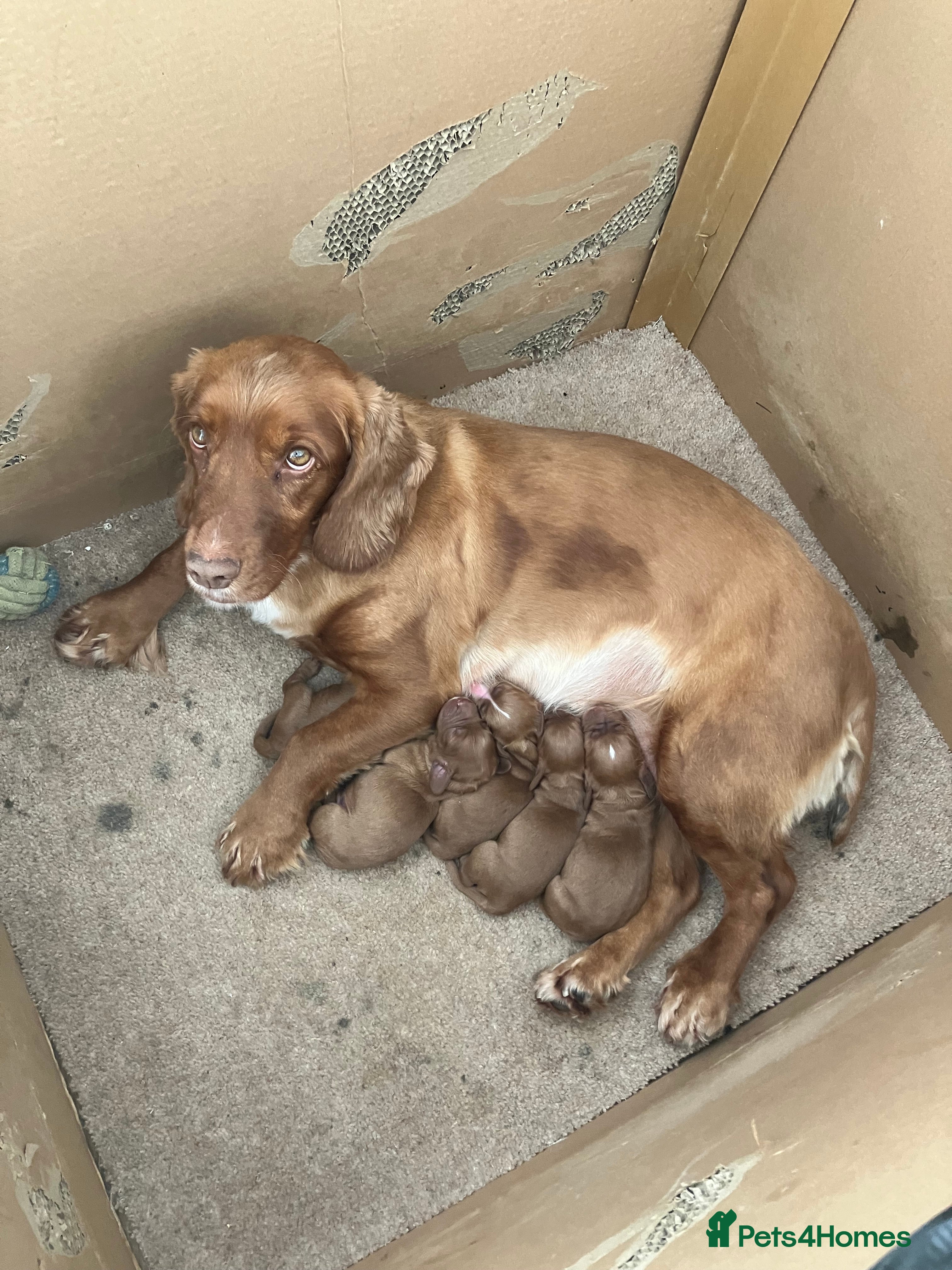 Cocker Spaniel dogs Working cocker spaniel pups for sale  - Advert 2