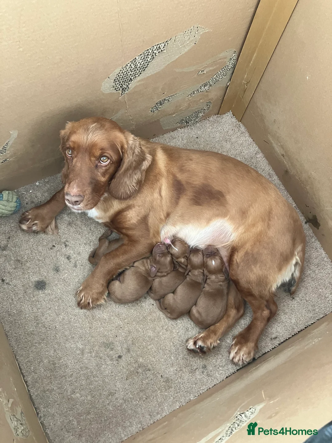 Cocker Spaniel dogs for sale: Working cocker spaniel pups for sale  in Sheffield - Advert 2