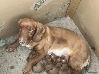 Cocker Spaniel dogs Working cocker spaniel pups for sale - Advert 2