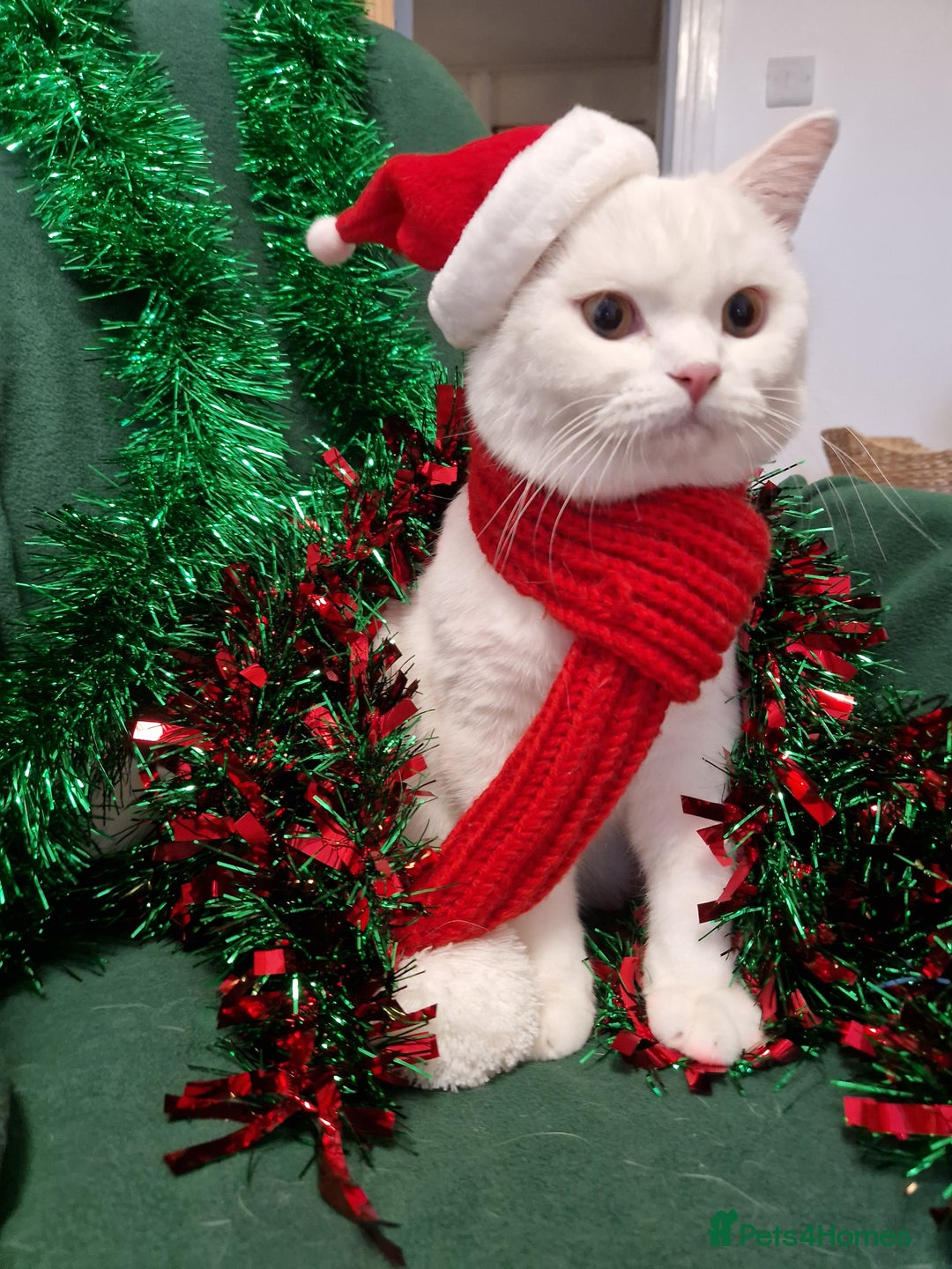 British Shorthair cats for sale: Snow White Pedigree British Shorthair  - Advert 1