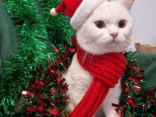 British Shorthair cats Snow White Pedigree British Shorthair - Advert 1