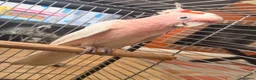 Cockatoo birds for sale: STUNNING HAND-REARED MAJOR MITCHELL’S COCKATOO - Advert 1