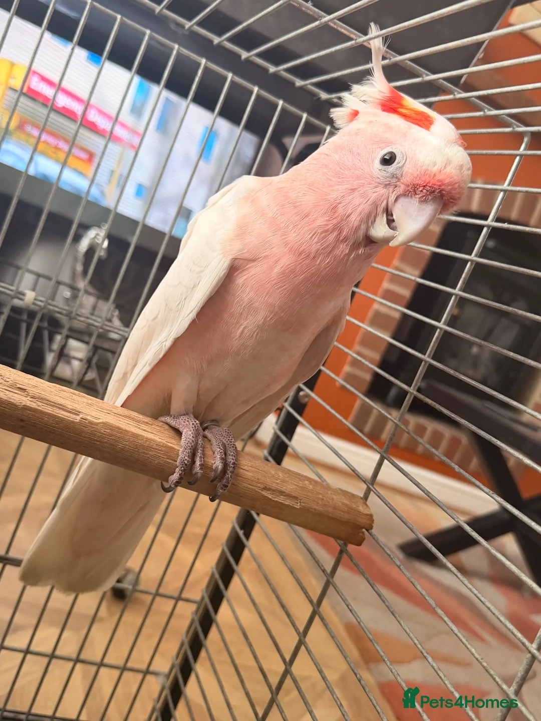 Cockatoo birds for sale: STUNNING HAND-REARED MAJOR MITCHELL’S COCKATOO - Advert 1
