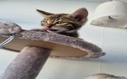 Bengal cats for sale: Last Glitter Brown Bengal - Image 1