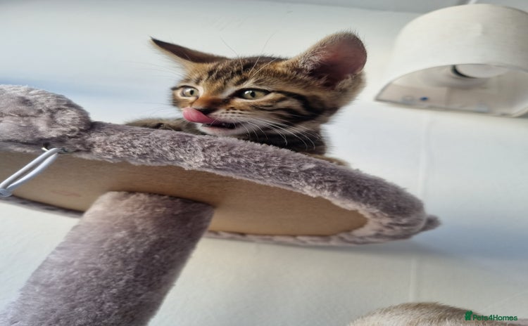 Bengal cats - Advert 1
