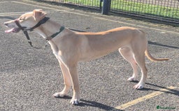 Lurcher dogs for stud: Beautiful lurcher for stud  - Image 7