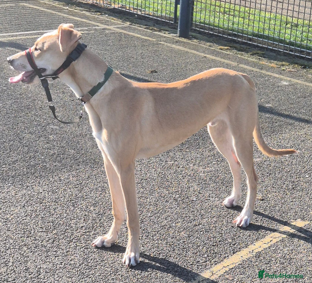 Lurcher dogs for stud: Beautiful lurcher for stud  - Image 7