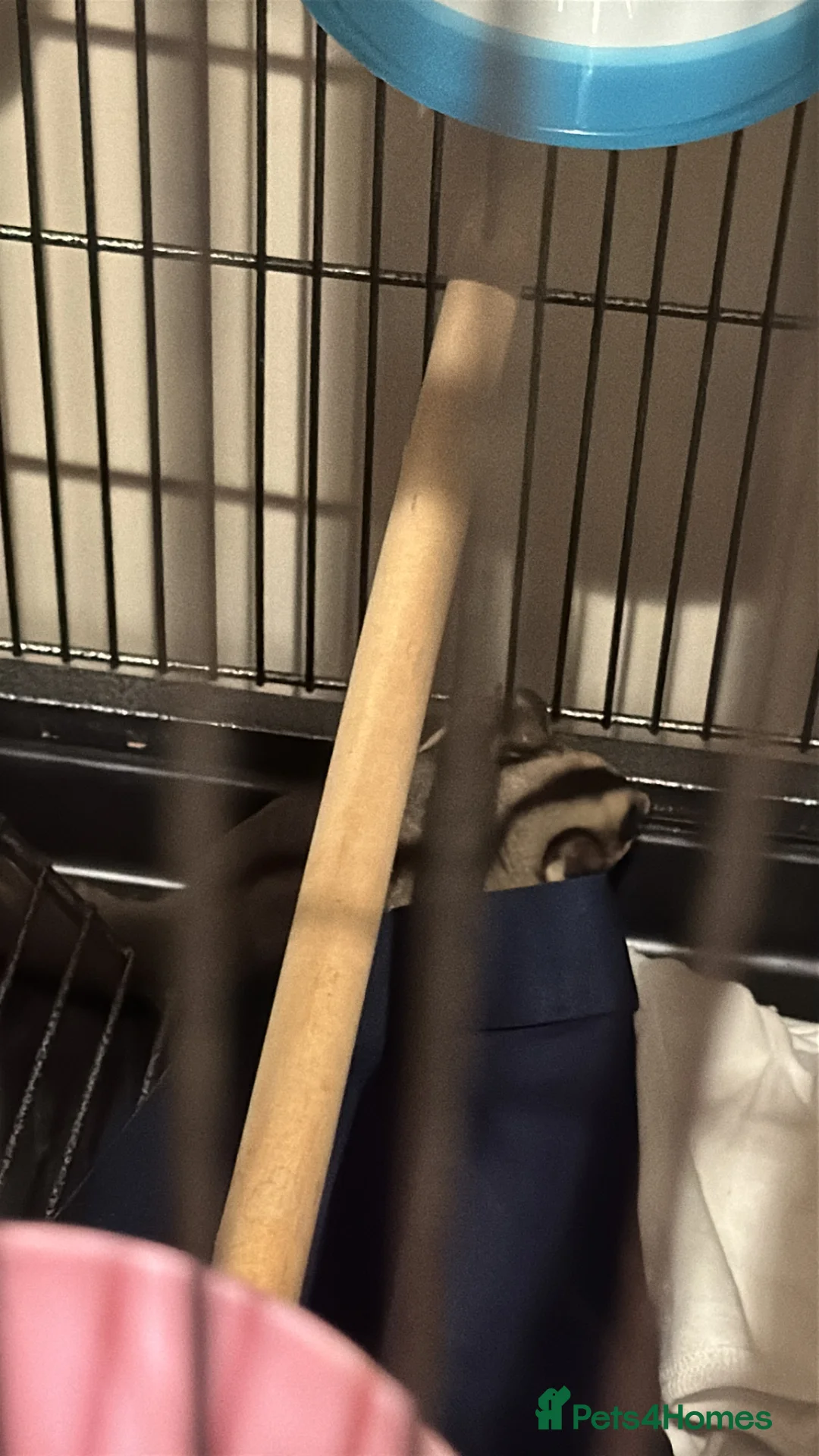 Sugar Glider rodents for sale: 4 sugar gliders for sale and 2 cages in London - Advert 17