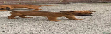 Lakeland Terrier 5 sold