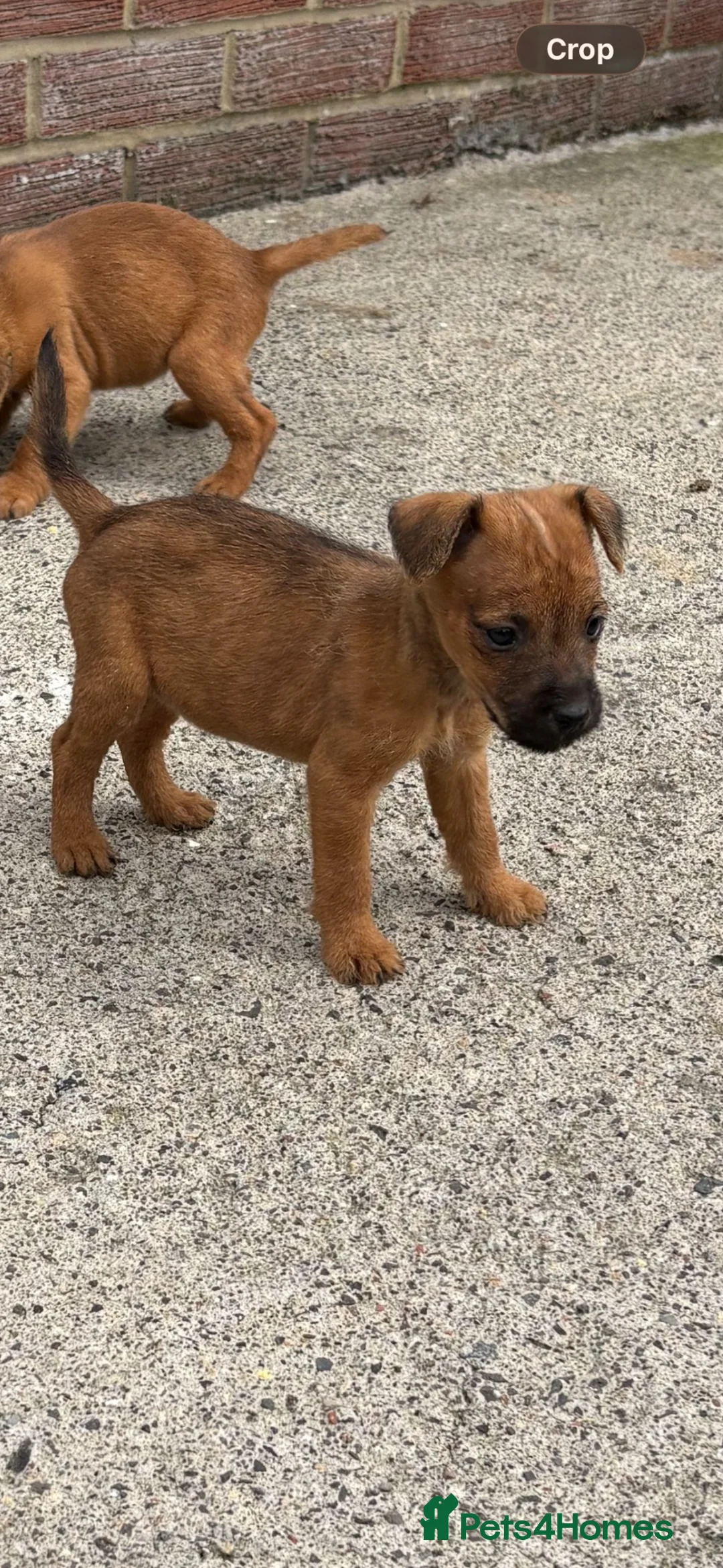 Lakeland Terrier dogs for sale: Lakeland terriers READY NOW - Advert 30