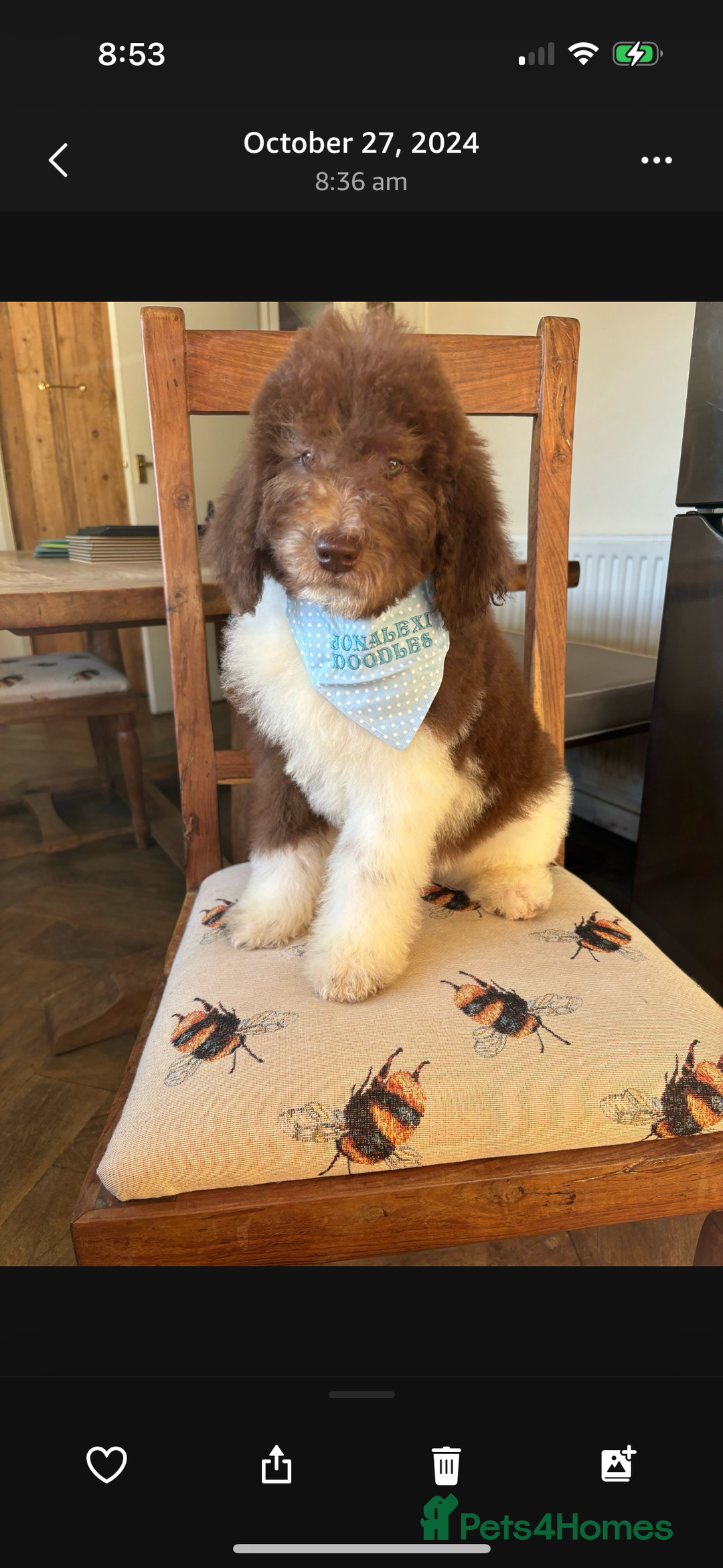 Bernedoodle dogs for sale: F1b St Berdoodle pups expected 15/9 - Image 17