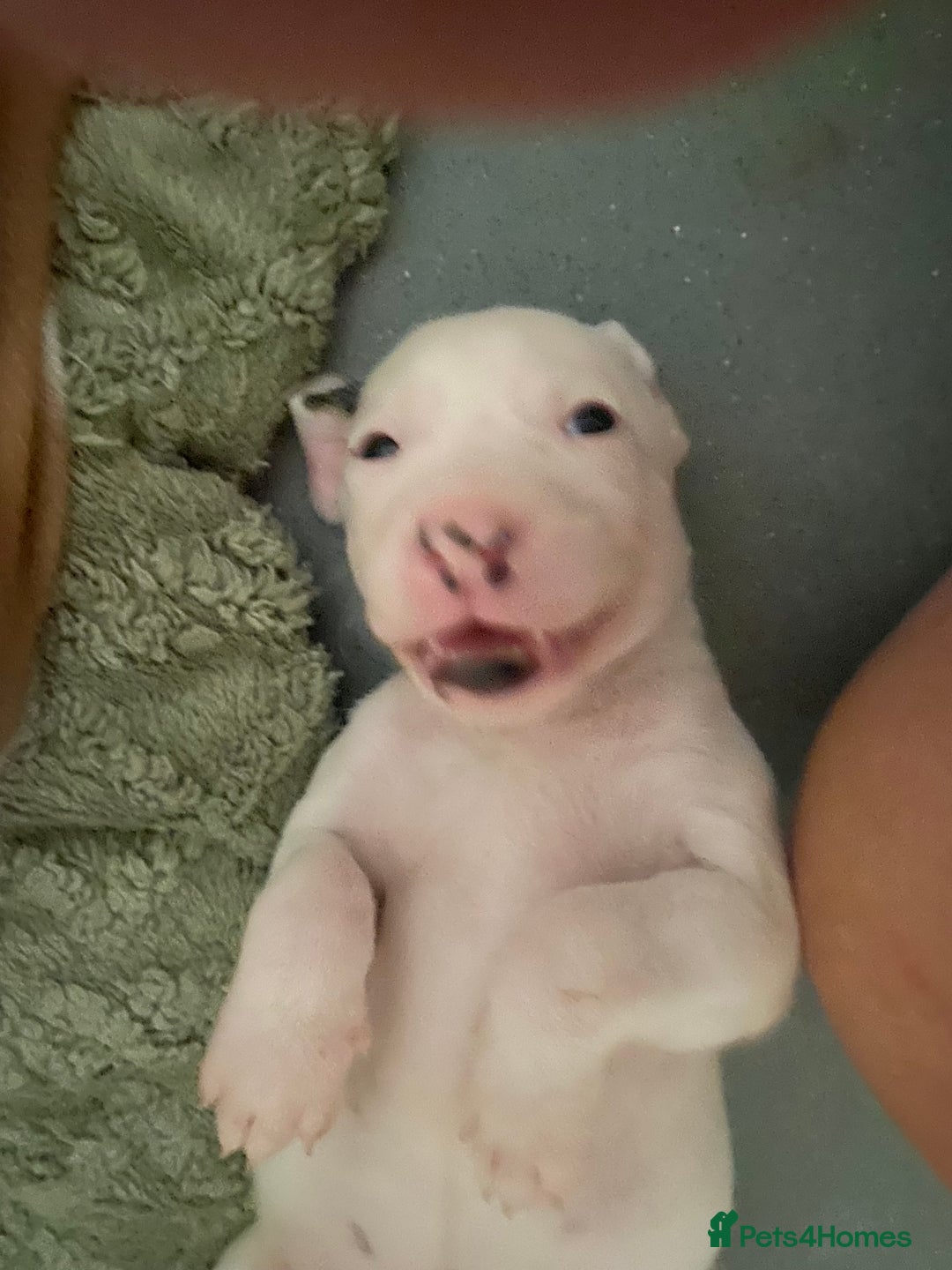 Mixed Breed dogs for sale: adorable Lurcher puppies - Image 17