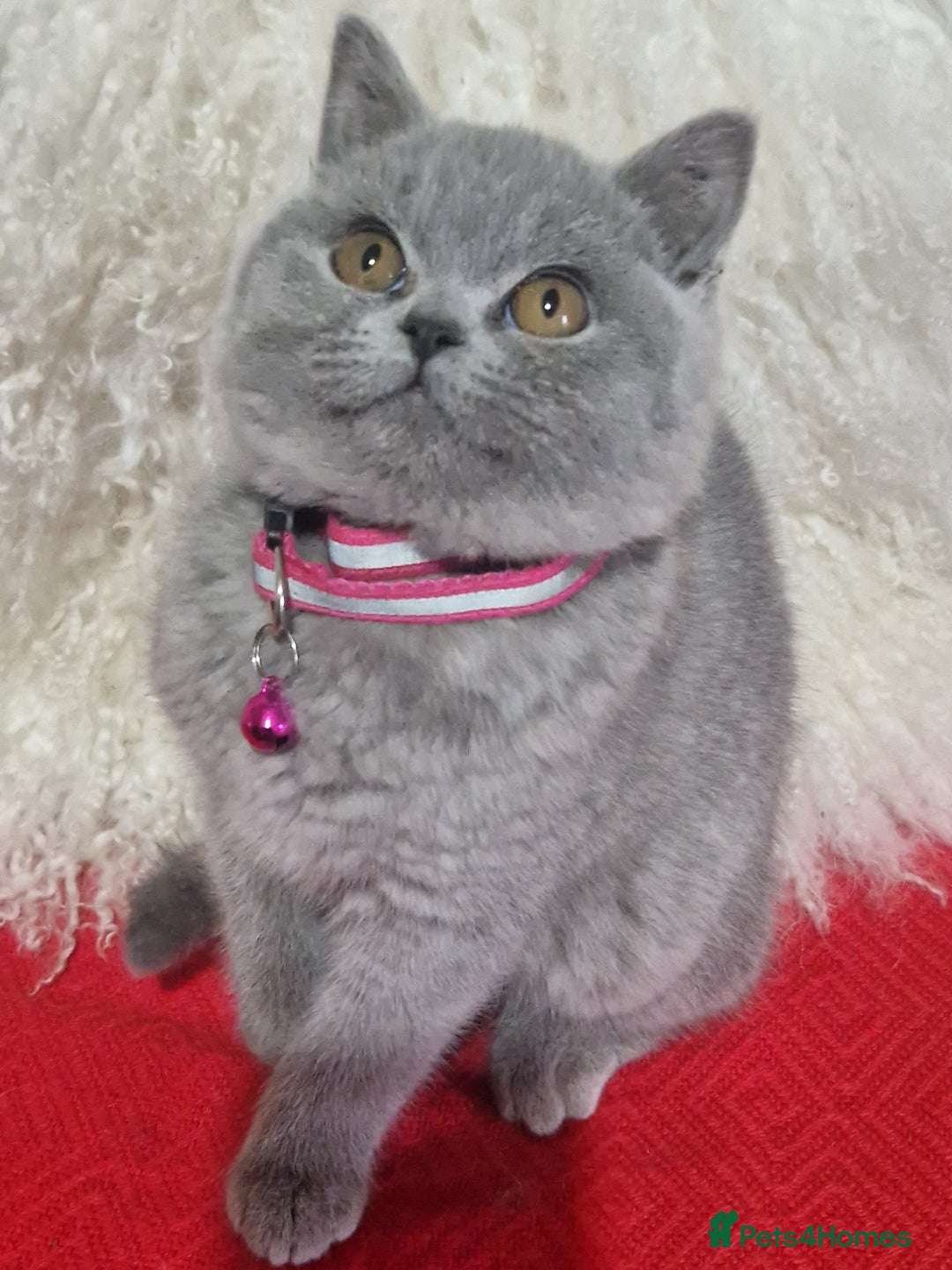 British Shorthair cats for sale: British shoort hair blue kittens for sale  - Advert 6