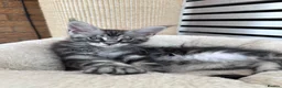 Maine Coon cats for sale: ✨5 Gorgeous Pure Breed Maine Coon Kittens✨ - Advert 31