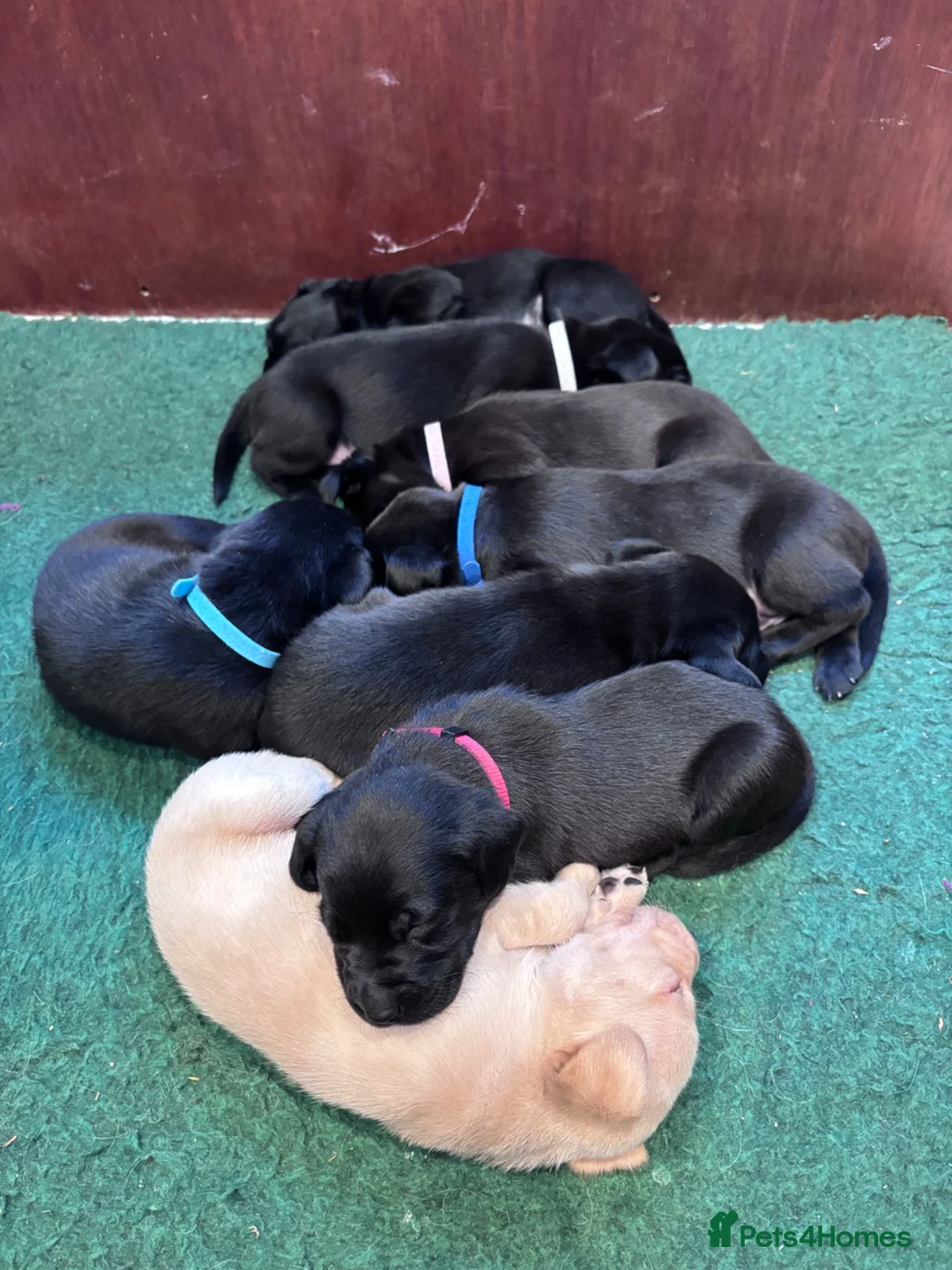 Labrador Retriever dogs for sale: KC Registered Labrador Retrievers - Advert 16