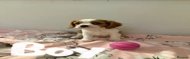 Cavalier King Charles Spaniel 6