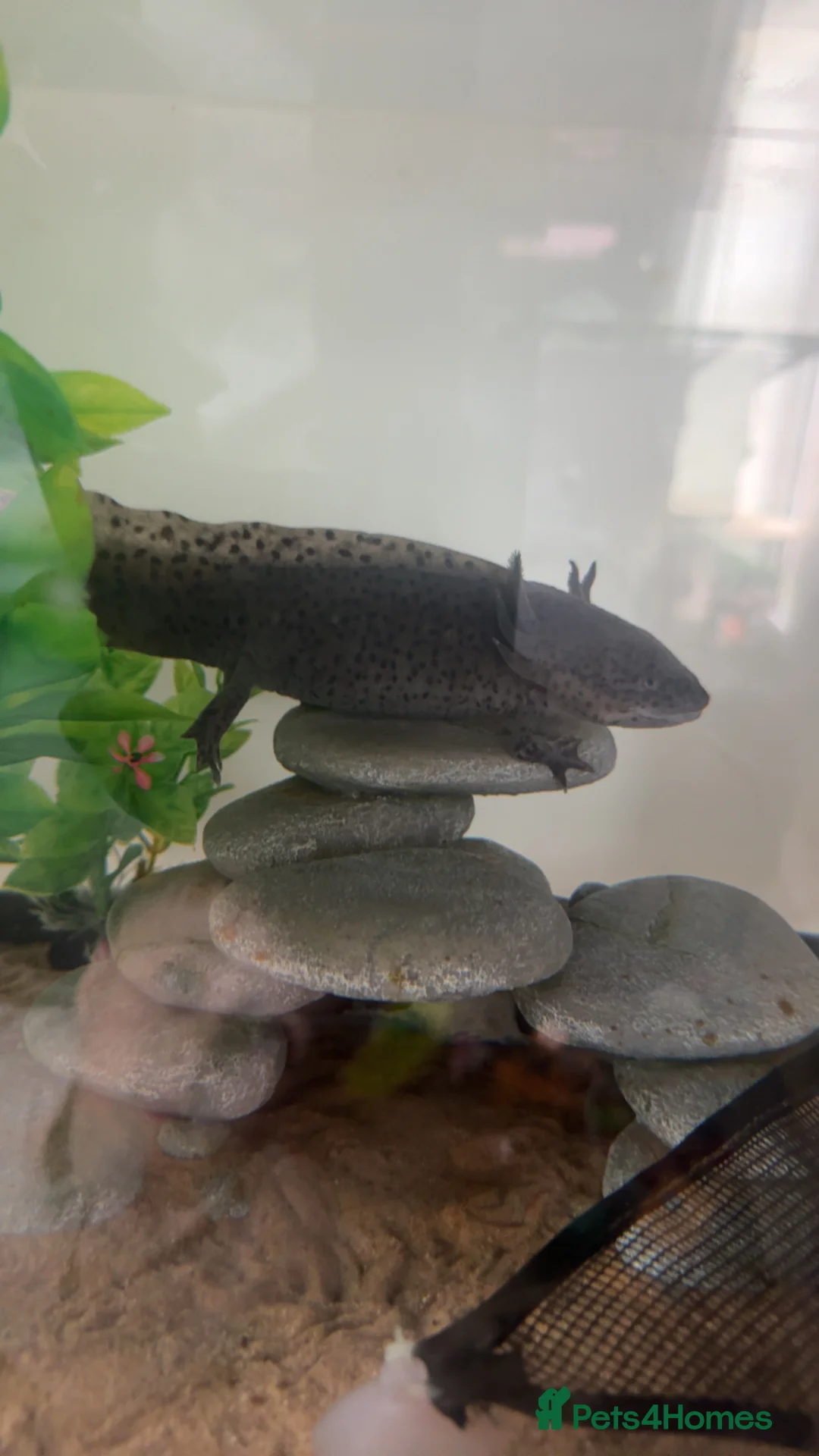Axolotl reptiles for sale: axolotl  in Hailsham - Advert 1