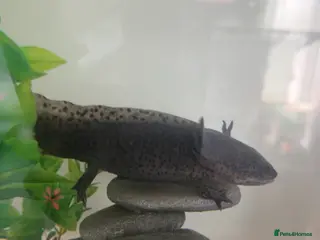 Axolotl reptiles axolotl in Hailsham - Advert 2