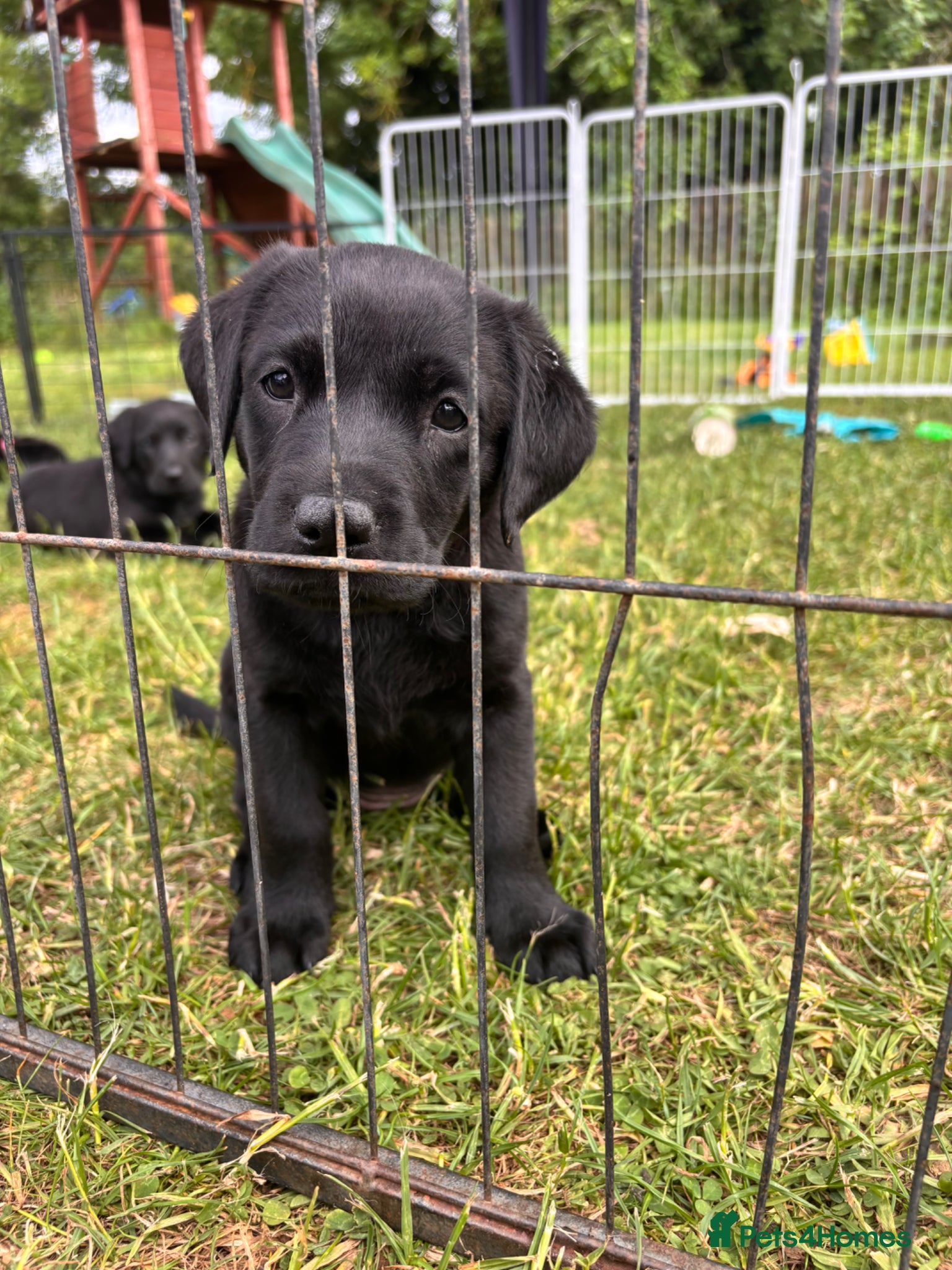 Labrador Retriever dogs for sale: 8 beautiful Black Labrador puppies for sale  - Advert 22