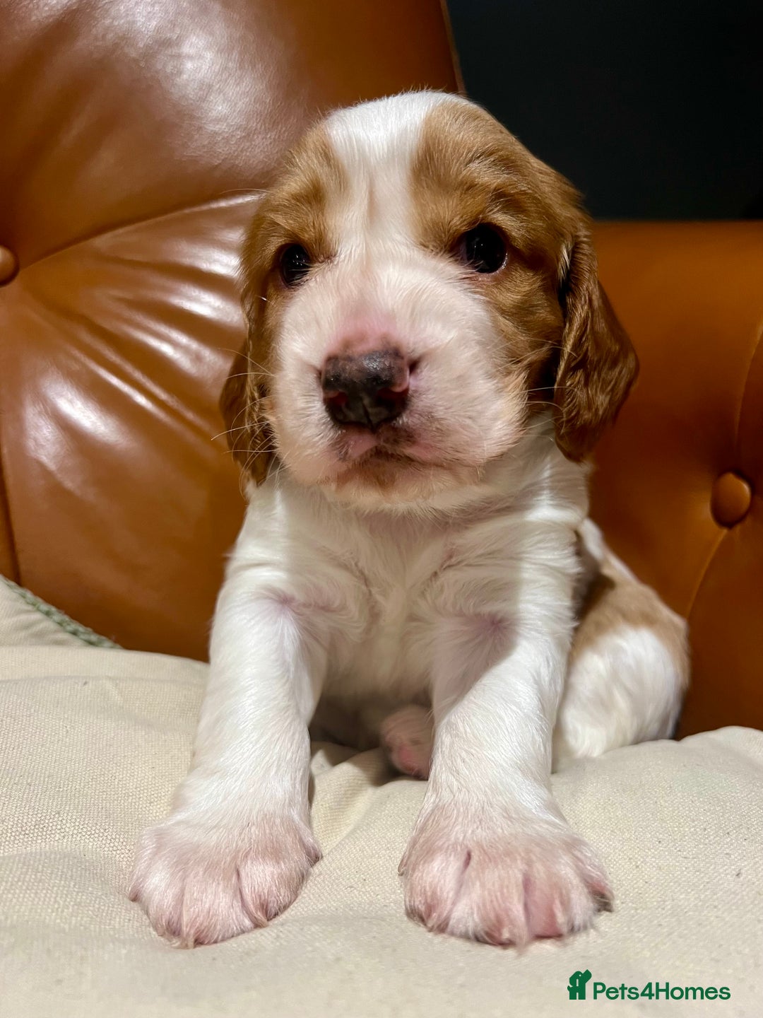 Welsh Springer Spaniel dogs for sale: 1 Girl remaining Fully Health Tested Parents  - Advert 5