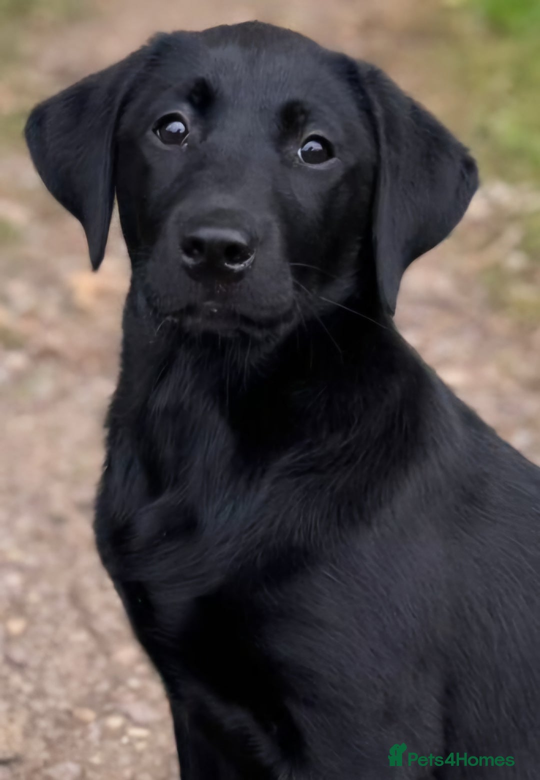 Labrador Retriever dogs for stud: Standing at Stud.  - Advert 11