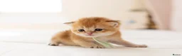 British Shorthair cats for sale: Golden Blue and Golden BSH kittens - Advert 26