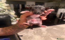 Mixed Breed dogs for sale: Beautiful hairless little boy chihuahua  - Advert 3