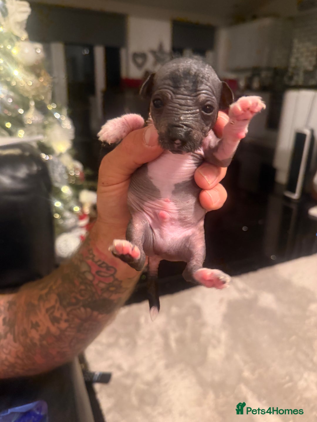 Mixed Breed dogs for sale: Beautiful hairless little boy chihuahua  - Advert 3