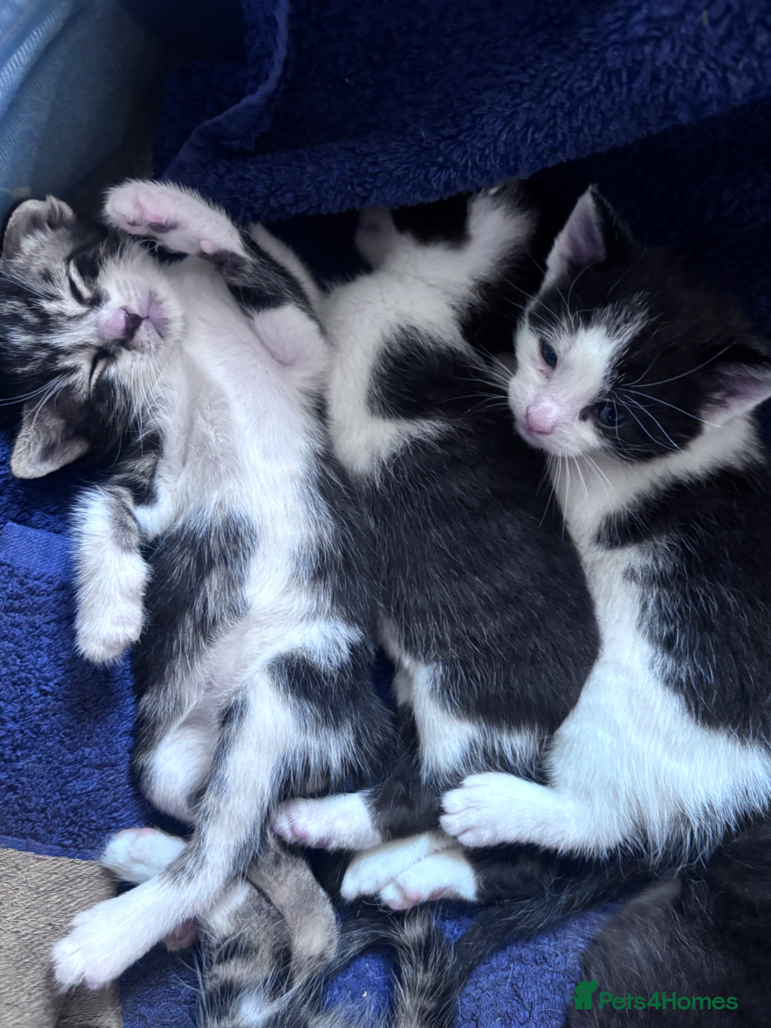 Mixed Breed cats for sale: Tabby kittens & black & white kittens  - Advert 6