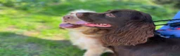 Sprocker dogs for sale: Sprocker spaniel puppies health tested parentage in Lytham Saint Annes - Advert 34