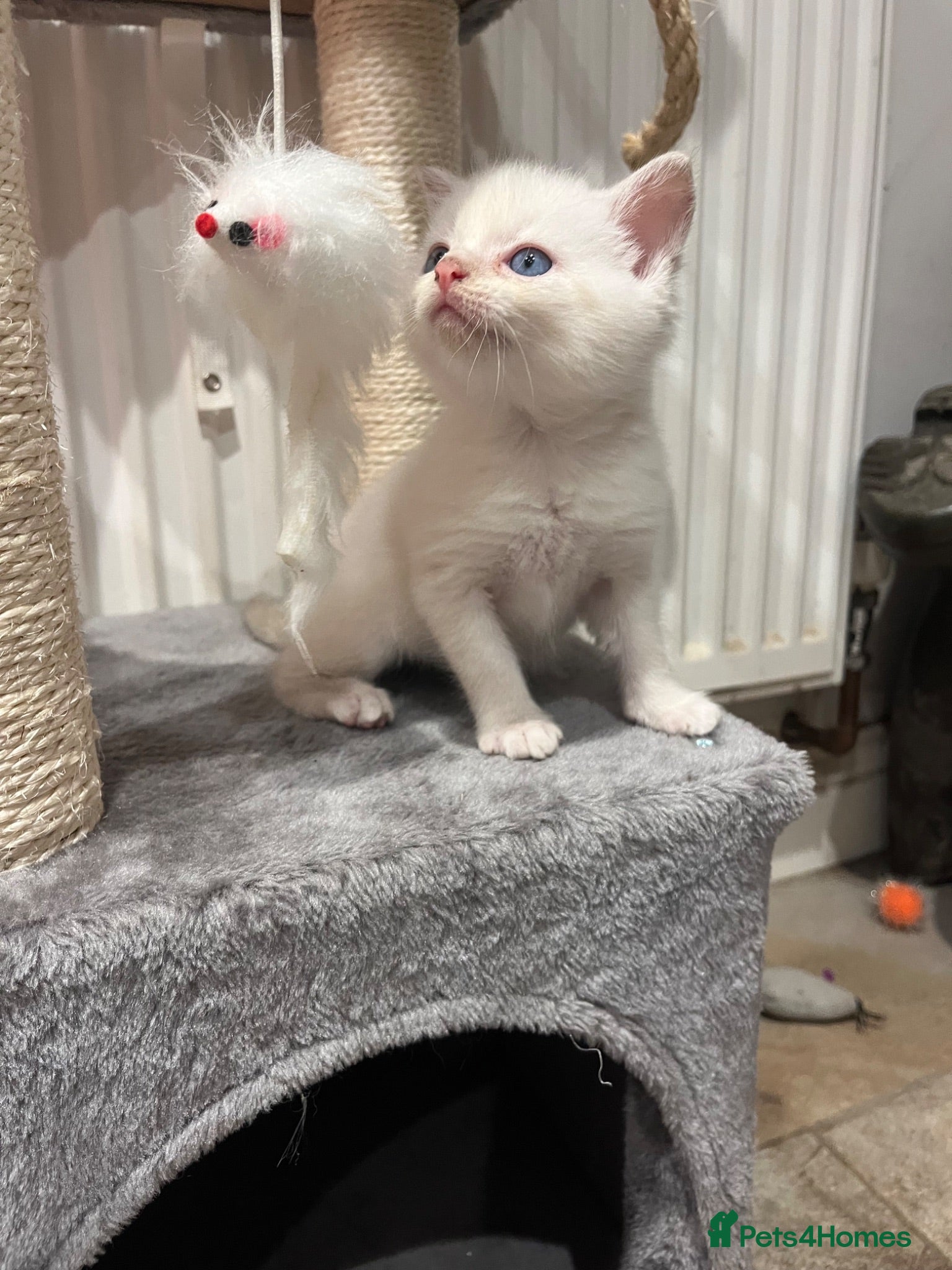 Mixed Breed cats Beautiful White Boy Kitten – Last One Left! - Advert 1