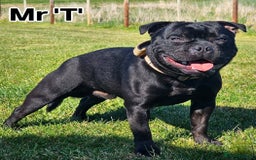 Staffordshire Bull Terrier dogs for stud: The time has come... Mr T - Image 3