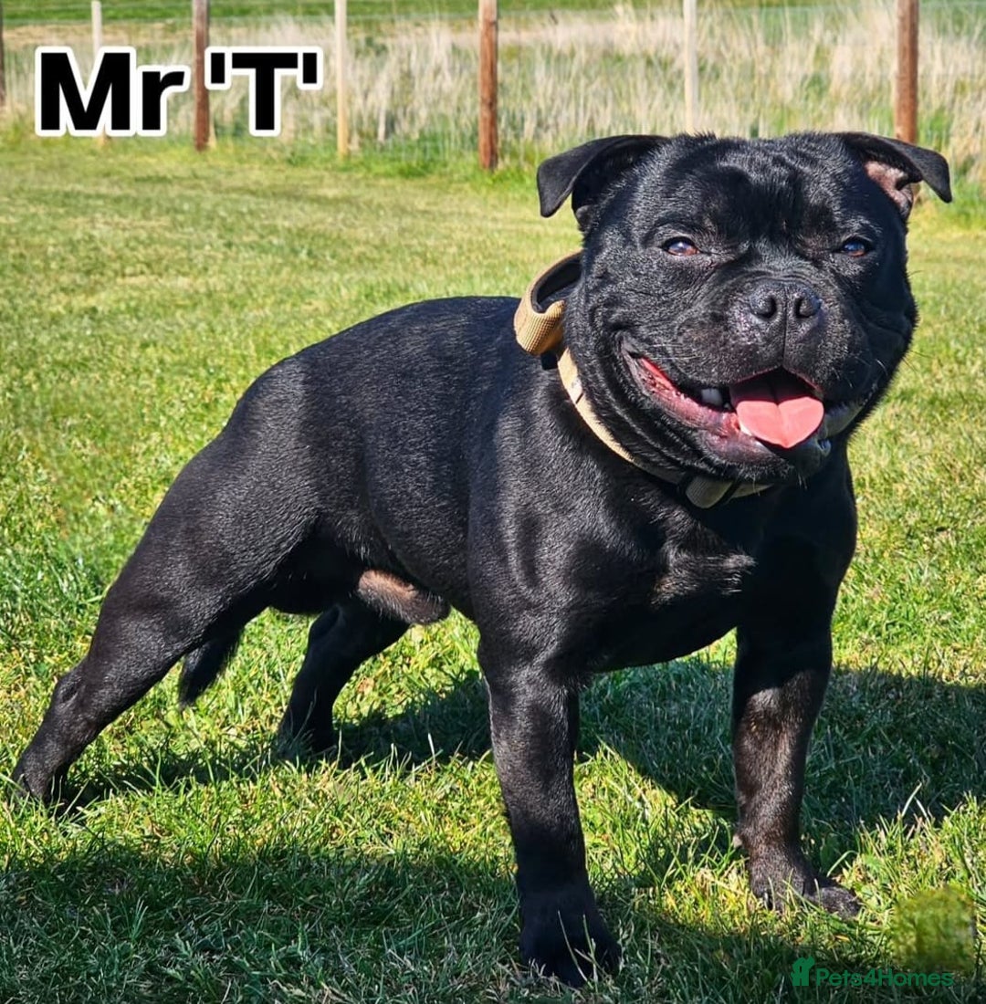 Staffordshire Bull Terrier dogs for stud: The time has come... Mr T - Image 3